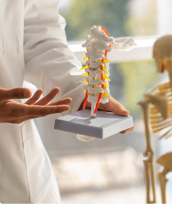 Spine model in hand